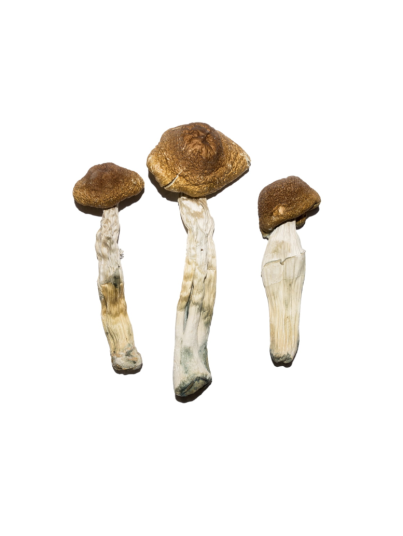 Buy Brazilian Magic Mushrooms